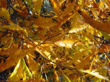 Im Herbst verfärben sich die federartigen Blätter der Fagus sylvatica Asplenifolia leuchtend gelb.