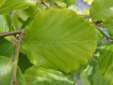 Fagus sylvatica Zlatia