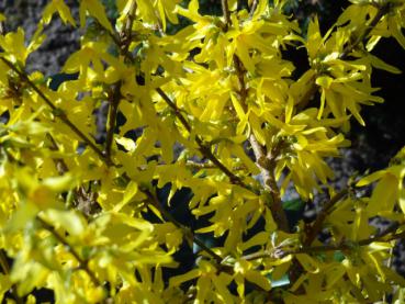 Forsythia Golden Times - Gelbbuntblättrige Forsythie in Blüte