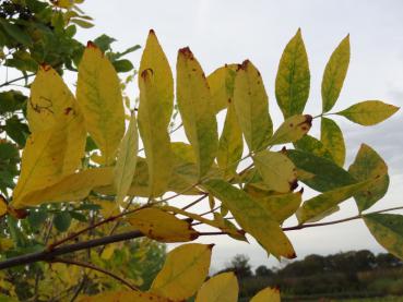 Fraxinus americana mit typischer gelber Herbstfärbung