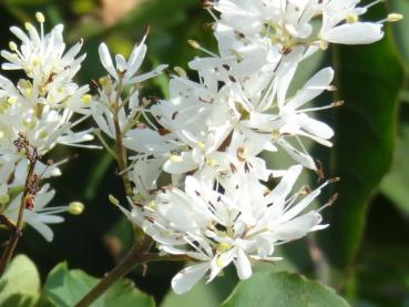 Nahaufnahme der weißen Blüte von Fraxinus sieboldiana