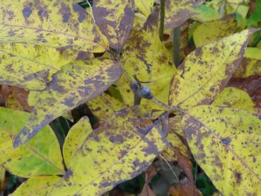 Gelbe Herbstfärbung bei Fraxinus sieboldiana