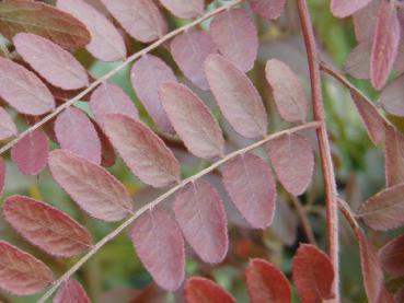 Gleditsia triacanthos Ruby Lace