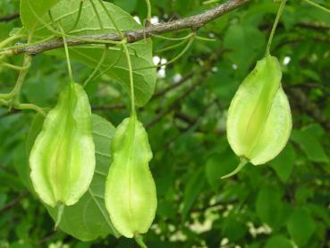 Früchte von Halesia carolina