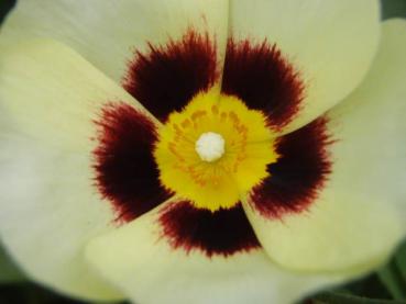Nahaufnahme der Blüte von Halimiocistus Woodcream
