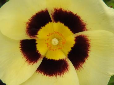 Halimiocistus Woodcream - weiße Blüte mit rotem Grund