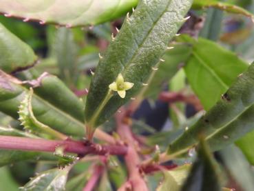 Die Blüte der Helwingia chinensis befindet sich mitten auf dem Blatt.