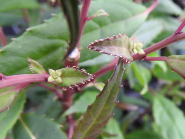 Helwingie - kleine Blüten zieren die Blätter