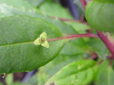 Helwingia chinensis ist zweihäusig.