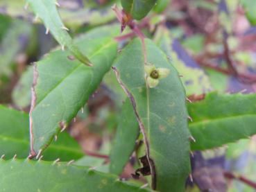 Helwingia chinensis