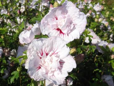 Blüte von Hibiscus Hybride China Chiffon®