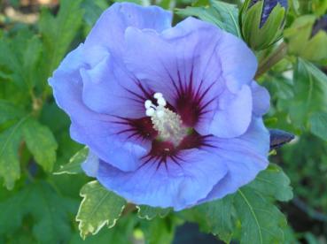 Hibiscus Hybride Marina - blaue Blüte
