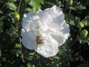 Hibiscus Hybride White Chiffon®