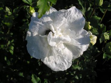 Hibiscus Hybride White Chiffon®