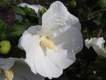 Die strahlend weiße Blüte des Hibiskus William R. Smith ist auffallend groß.