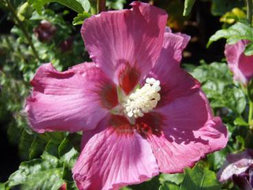 Die Blüte vom Hibiscus Woodbridge