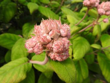 Strävhortensia Macrophylla, Hydrangea aspera Macrophylla
