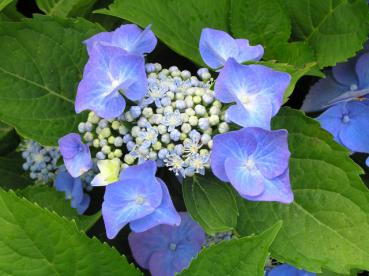 Leuchtend blaue Blüten der Bauernhortensie Blaumeise