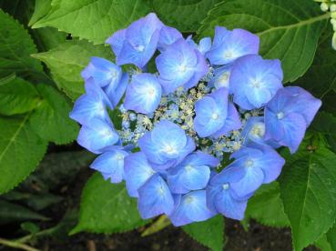 Storbladig hortensia Blaumeise, Hortensia Teller Blue, Hydrangea macrophylla Blaumeise