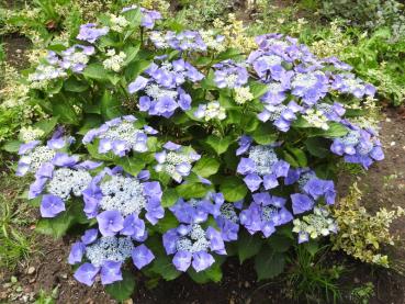 Reichliche Blüte der Hydrangea macrophylla Blaumeise