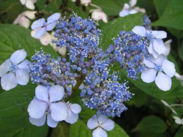 Hydrangea serrata Blue Bird mit tellerartigen, blauen Blüten