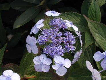 Kleinwüchsige Gartenhortensie Blue Bird: Blütenstand mit sterilen Randblüten