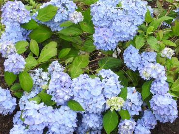 Bei entsprechender Bodenraktion färbt sich die Blüte von Bouquet Rose blau
