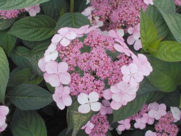 Purpurhortensia Rosalba, Hydrangea serrata Rosalba