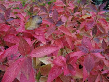 Purpurhortensia Rosalba, Hydrangea serrata Rosalba