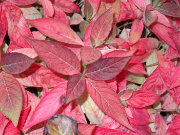 Purpurhortensia Rosalba, Hydrangea serrata Rosalba