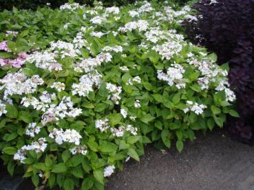 Trädgårdshortensia Lanarth White, Hydrangea macrophylla Lanarth White