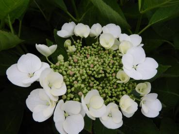 Hydrangea macrophylla Lanarth White mit weißen Blütentellern