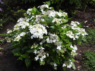 Reichliche Blüte der weißen Bauernhortensie Lanarth White