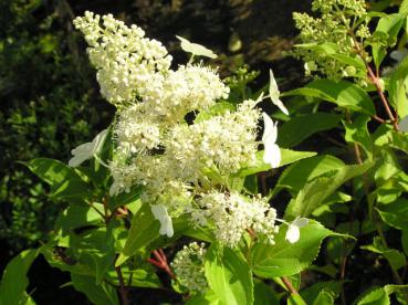 Rispenhortensie Kyushu - weiße Blüte