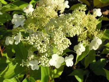 Die Rispenhortensie Kyushu ist bei Bienen beliebt.