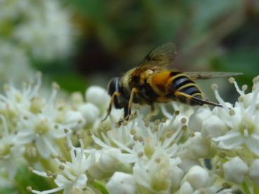 Interessant für viele Insekten: Hydrangea paniculata Kyushu