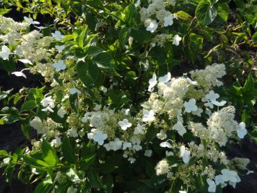 Hydrangea paniculata Kyushu in Blüte