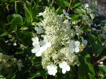 Sommerliche weiße Blüte von Hydrangea paniculata Kyushu