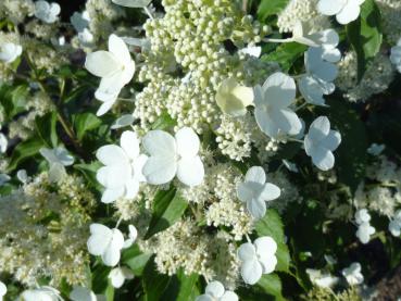 Hydrangea paniculata Kyushu - weißblühender Zierstrauch