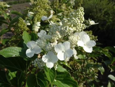 Hydrangea paniculata Kyushu in Blüte