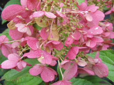 Verfärbter Blütenstand von Hydrangea Pinky Winky im September