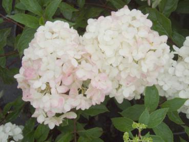 Rispenhortensie Vanille Fraise®: nach und nach verfärben sich die Blüten rosa.