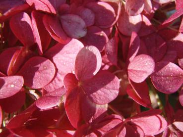 Rosa Blüten der Rispenhortensie Vanille Fraise®