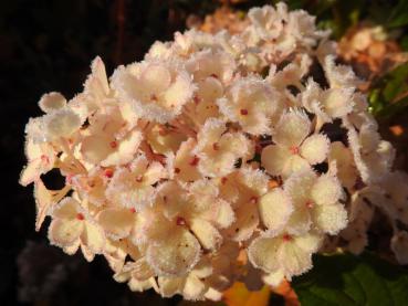 Zart bereifter Blütenball der Hydrangea paniculata Vanille Fraise®
