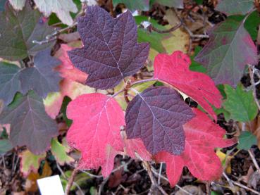 Leuchtende Herbstfarben der Hydrangea quercifolia