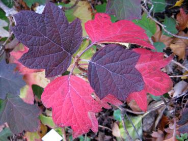 Die Eichenblättrige Hortensie färbt sich im Herbst leuchtend rot bis lila.