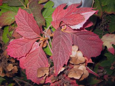 Rote Herbstfärbung der Hydrangea quercifolia