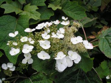 Weiße Blüte der Eichenblättrigen Hortensie
