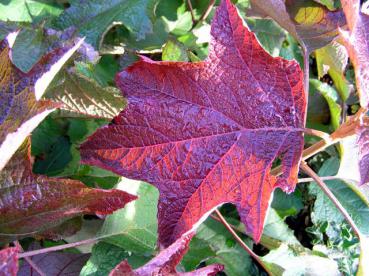 Rotes Herbstblatt von Hydrangea quercifolia