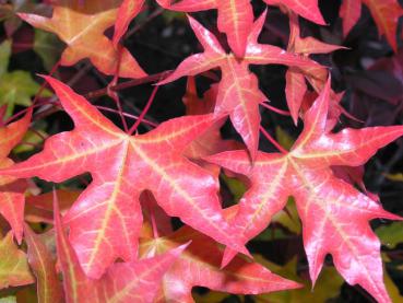 Tolles Herbstlaub bei Acer truncatum